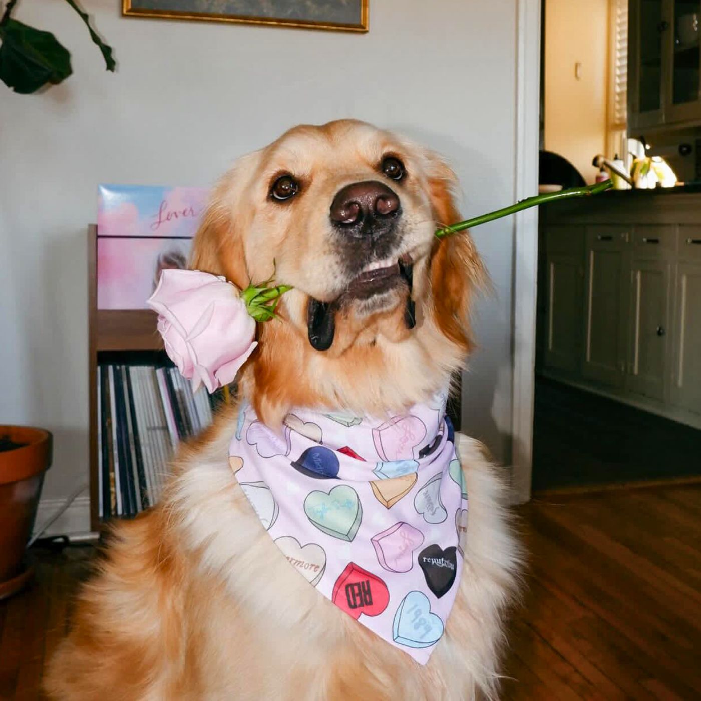 Sweetheart Era Pet Bandana